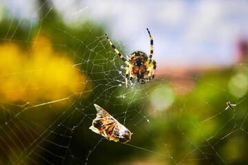 garden spider eating a bee in her web with blur background in mexiquillo durango 