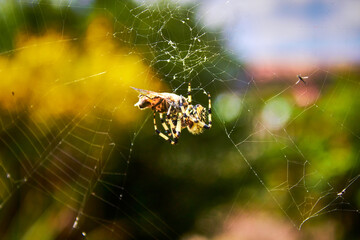 garden spider eating a bee in her web with blur background in mexiquillo durango 