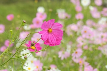 pink cosmos in full blooming