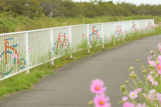 cycling course with cosmos flowers