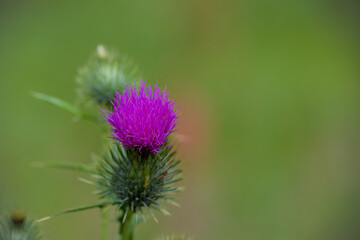 thistle blossom