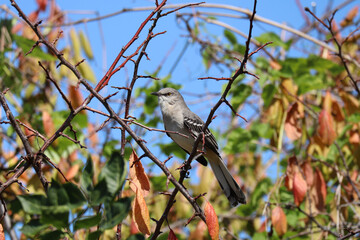 mockingbird on a branch