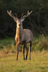 Naklejka na ściany i meble red deer in the nature habitat during the deer rut european wildlife 1