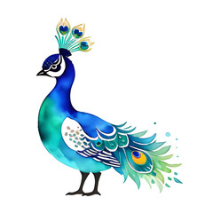 peacock with feathers, png