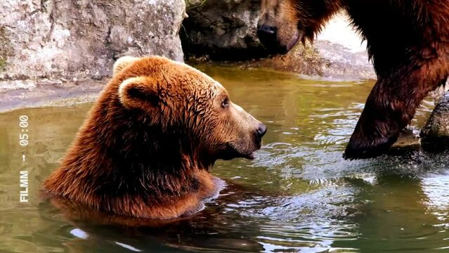 Uncovering the secrets of Bears chairing in water.