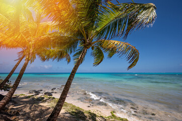 Beach in paradise Caribbean sea