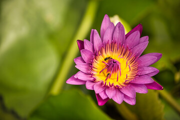 Pink and purple lotus flowers blooming in the morning.
