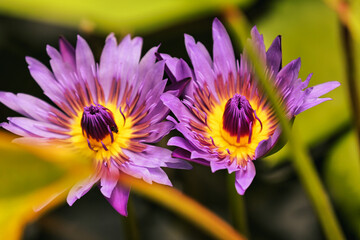 Pink and purple lotus flowers blooming in the morning.
