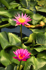 Pink and purple lotus flowers blooming in the morning.