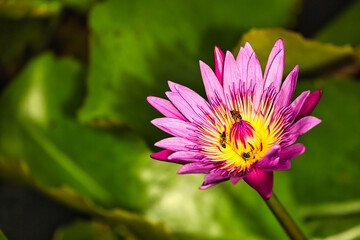 Pink and purple lotus flowers blooming in the morning.