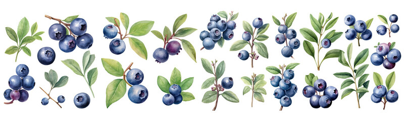 Set of blueberry watercolor collection of hand drawn, blueberries deep purple color color, blueberries elegant watercolor illustrations, blueberry isolated transparent background, PNG.