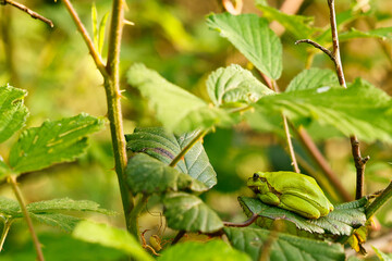 grüner Laubfrosch versteckt sich im Brombeerstrauch