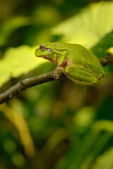 kleiner grüner Laubfrosch auf Zweig 