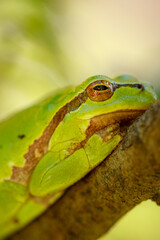 grüner Laubfrosch mit offenen Augen beim ausruhen auf einem Ast