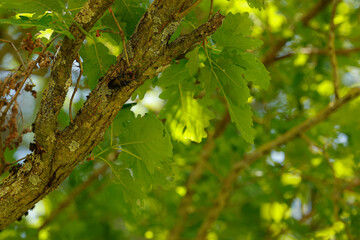 Hirschkäfer bei Paarung auf einer Eiche 