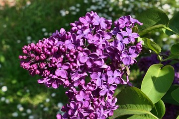 Fully developed blossoming flowers of Common Lilac plant, latin name Syringa Vulgaris, sunbathing in daylight sunshine, early july season. 