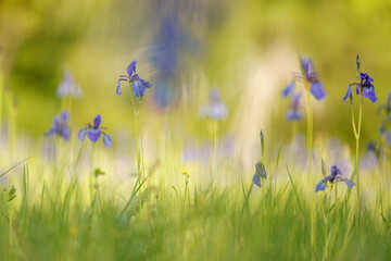 Schwertlilien im Morgenlicht auf grüner Wiese in romantischer Stimmung © Britta