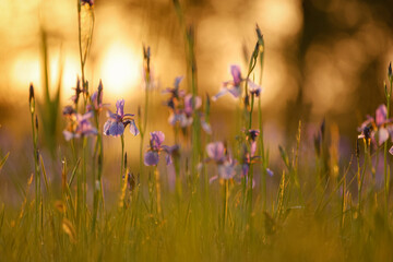 Schwertlilie im Sonnenuntergang auf Wiese © Britta