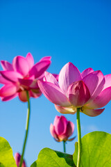 pink lotus flowers