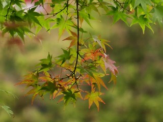 Japanese maple
