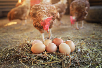 chicken with raw organic eggs on ground from local animals chicken farm for food living life. good raw food for people concept. © Apiwat
