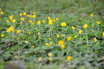 Sweeping meadow with blooming wildflowers and vibrant yellow blossoms.