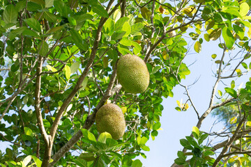 Jack fruits hanging in trees in a tropical fruit garden