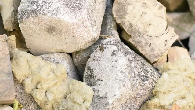 The gray spider basks under the rays of the sun on the stones and waits for the victim.