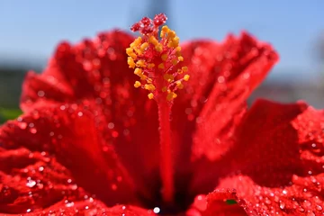 Foto op Plexiglas 真赤なハイビスカスの花 © YATA!