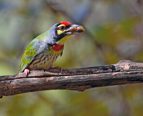Food to feed chicks in barbets beak