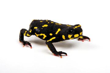 Klappenbach's red-bellied frog // Hummelkrötchen (Melanophryniscus klappenbachi) - Argentinia