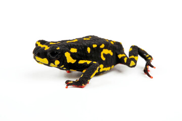 Klappenbach's red-bellied frog // Hummelkrötchen (Melanophryniscus klappenbachi) - Argentinia