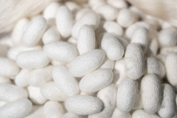 Fototapeta na wymiar close up of natural white silkworm cocoons background