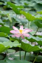 lotus flower blooming in summer pond with green leaves as background