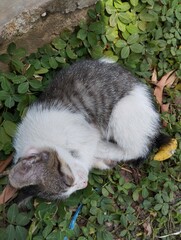 a little cat sleep on the grass