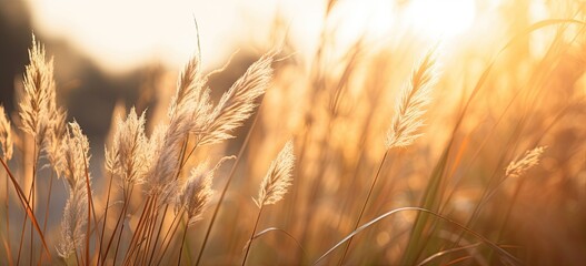 Sunlit wild grass in a field during sunset. Concept of summer nature and golden beauty.