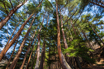 Pine tree winter forest on mountain look up view