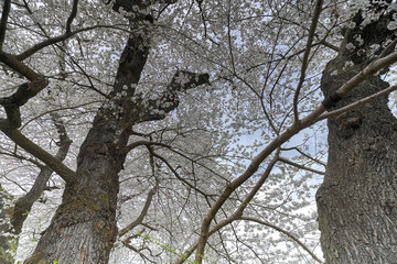 石部の桜