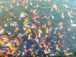 Obraz na płótnie Canvas Photo of movement group of colorful koi fish in clear water. This is a species of Thai carp in small lakes in the ecological tourist attractions.