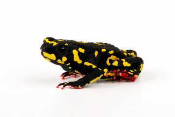 Klappenbach's red-bellied frog // Klappenbachs Hummelkrötchen (Melanophryniscus klappenbachi) - Argentinia