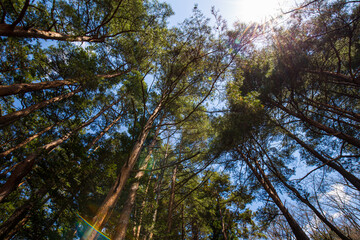 Pine tree winter forest on mountain look up view