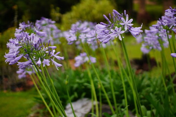 群生したアガパンサスの花