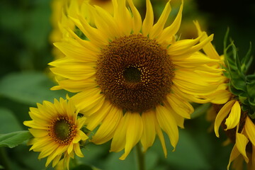 大小の黄色いひまわりの花