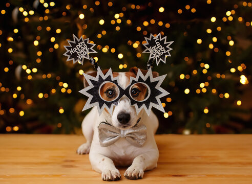 Christmas background with jack russell dog in party glasses.