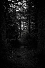 Pathway in a gloomy and dark forest in Finland in the summer or autumn. Creepy and dismal landscape in black and white.