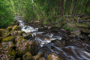 Small flowing stream or river in a lush forest in Tampere, Finland, in the summer or autumn.
