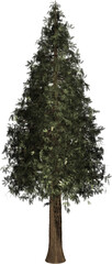 Fototapeta premium Sequoia, Christmas tree