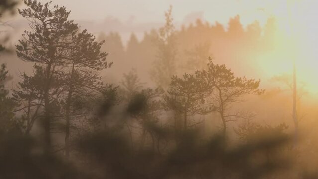 A glorious cinematic view of an early morning sunrise with golden light in a swamp covered with thick fog and the sun slightly peaking in from the right side