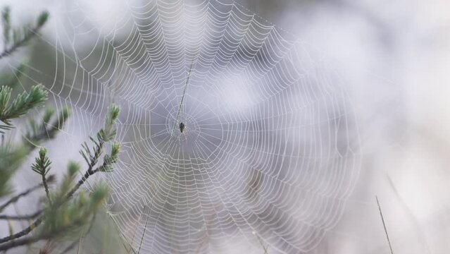 A spider resting in the center of its large spider web covered in fine water droplets made by the early morning dew in a swamp backlit by a bright sky