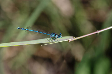 White legged damselfly (Platycnemis pennipes) is posing on the blade of grass. Horizontally.  
